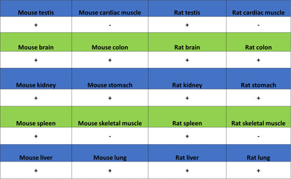 CDS1 Recombinant Rabbit mAb (S-3671-30)