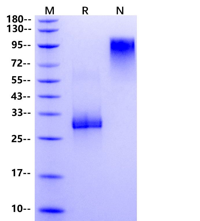 Noggin Protein, Mouse