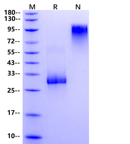 Noggin Protein, Mouse