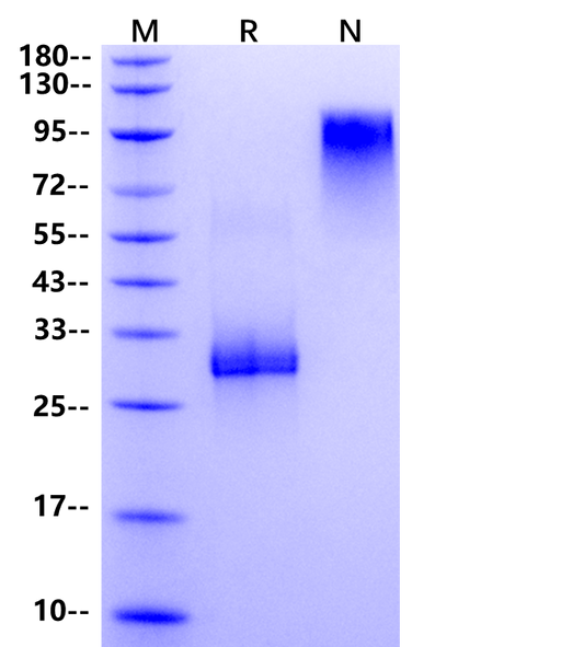 Noggin Protein, Mouse