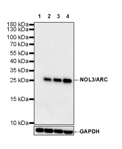 NOL3/ARC Recombinant Rabbit mAb (S-4660-38)
