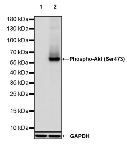 Phospho-Akt (Ser473) Recombinant Rabbit mAb (S-763-7)