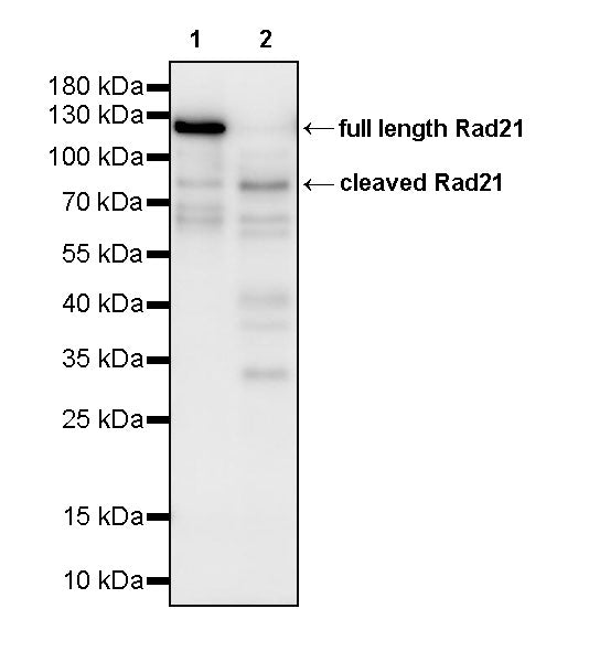 Rad21 Recombinant Rabbit mAb (S-M0006)