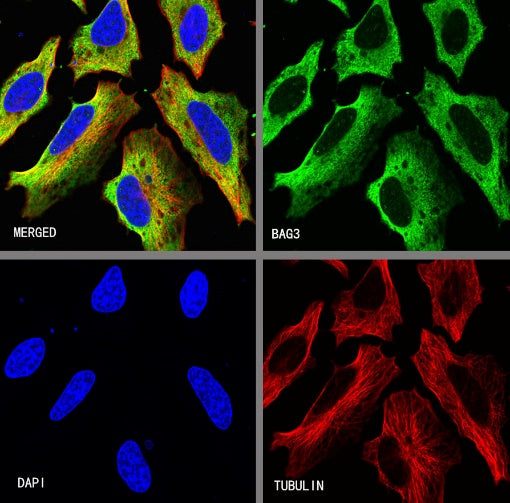 BAG3 Recombinant Rabbit mAb (S-1837-22)