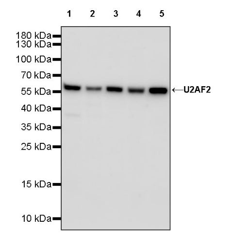 U2AF2 Recombinant Rabbit mAb (S-1324-1)