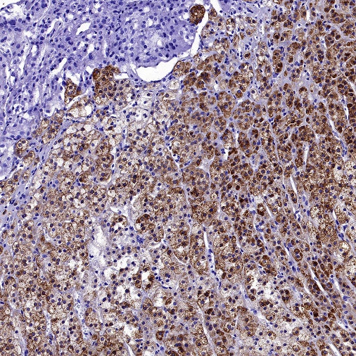 StAR Recombinant Rabbit mAb (S-2520-24)