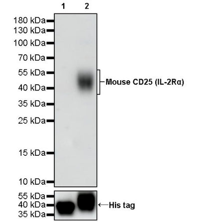 Invivo Anti-Mouse CD25 (IL-2Rα) Recombinant mAb