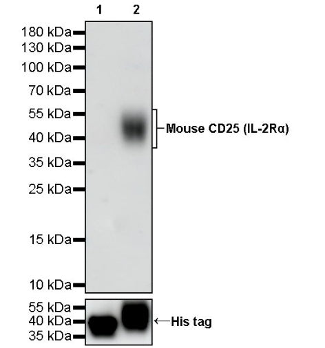 Invivo Anti-Mouse CD25 (IL-2Rα) Recombinant mAb