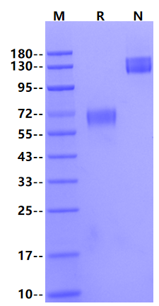 TSLPR Fc Chimera Protein, Human