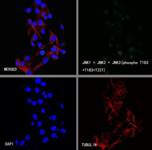 JNK1 + JNK2 + JNK3 (phospho T183+T183+T221) Recombinant Rabbit mAb (S-3593)
