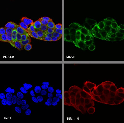 DHODH Recombinant Rabbit mAb (S-2055-30)