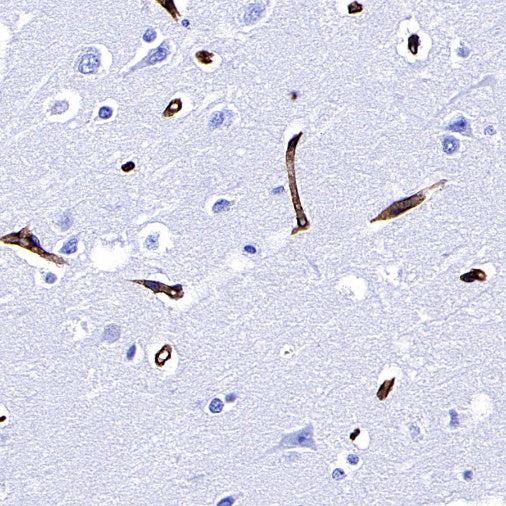 Integrin beta1/CD29 Recombinant Rabbit mAb (SDT-255-52)