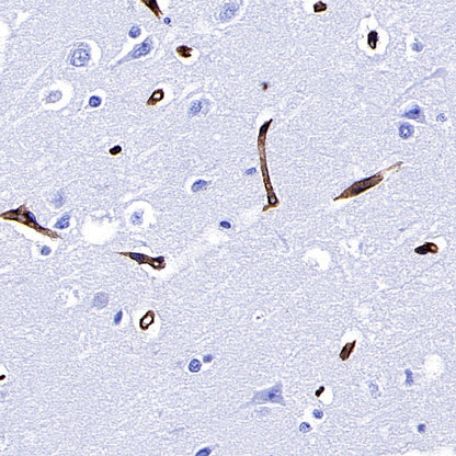 Integrin beta1/CD29 Recombinant Rabbit mAb (SDT-255-52)