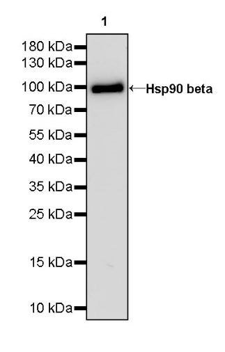 Hsp90 beta Recombinant Rabbit mAb (HRP Conjugate) (SDT-359-59)