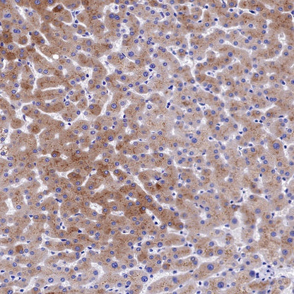 FGL1 Recombinant Rabbit mAb (S-1409-109)