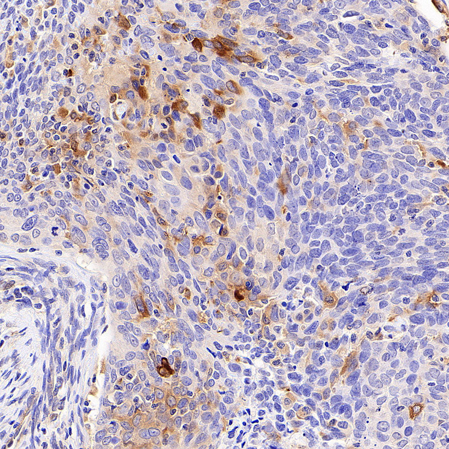 IFIT2 Recombinant Rabbit mAb (S-6029)