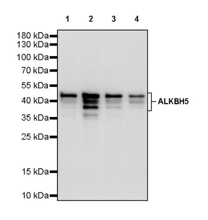 ALKBH5 Recombinant Rabbit mAb (S-2264-39)