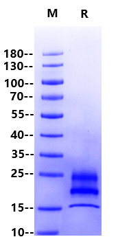 IL-17A/CTLA-8 His Tag Protein, Cynomolgus