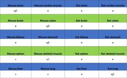 TOM70 Mouse mAb