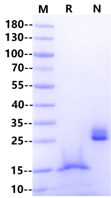 BMP-2 Protein, Human/Mouse/Rat