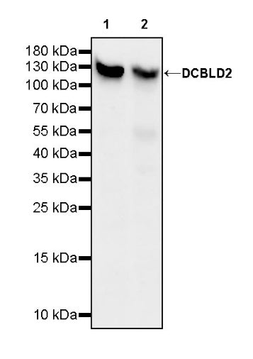 DCBLD2 Recombinant Rabbit mAb (S-3292-46)