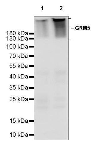 GRM5 Recombinant Rabbit mAb (SDT-2419-37)