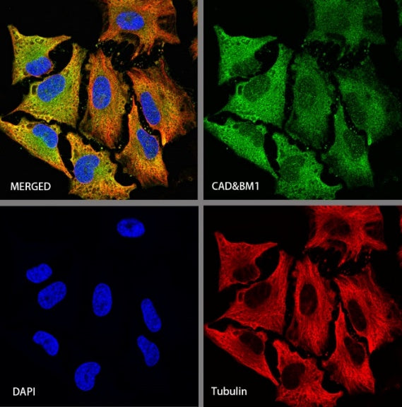 CAD/BM1 Recombinant Rabbit mAb (S-1650-21)