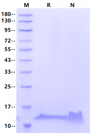MIP-1β/CCL4 Protein, Human