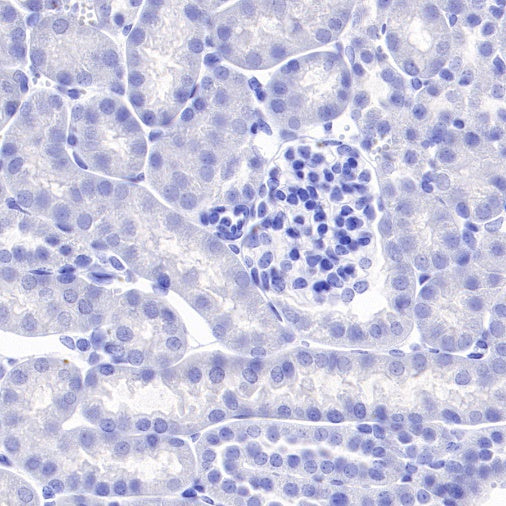 Invivo rat IgG2a isotype control, anti-trinitrophenol