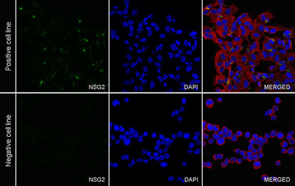 NSG2 Recombinant Rabbit mAb (S-3789-136)