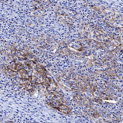 S-RMab® PD-L1 Recombinant Rabbit mAb (SDT-119-297)