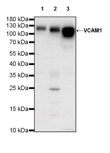 VCAM1 Recombinant Rabbit mAb (S-650-19)