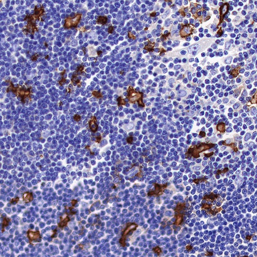CD16 Recombinant Rabbit mAb (SDT-387-36)