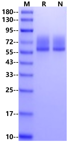 VZVgE His Tag Protein