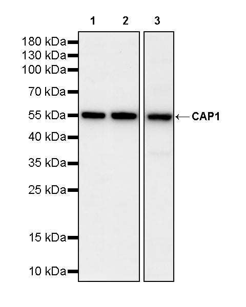 CAP1 Rabbit Polyclonal Antibody