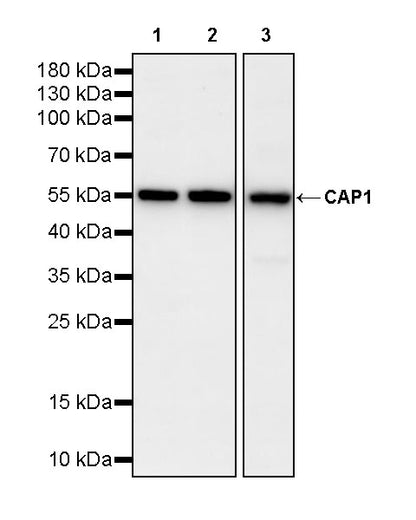 CAP1 Rabbit Polyclonal Antibody
