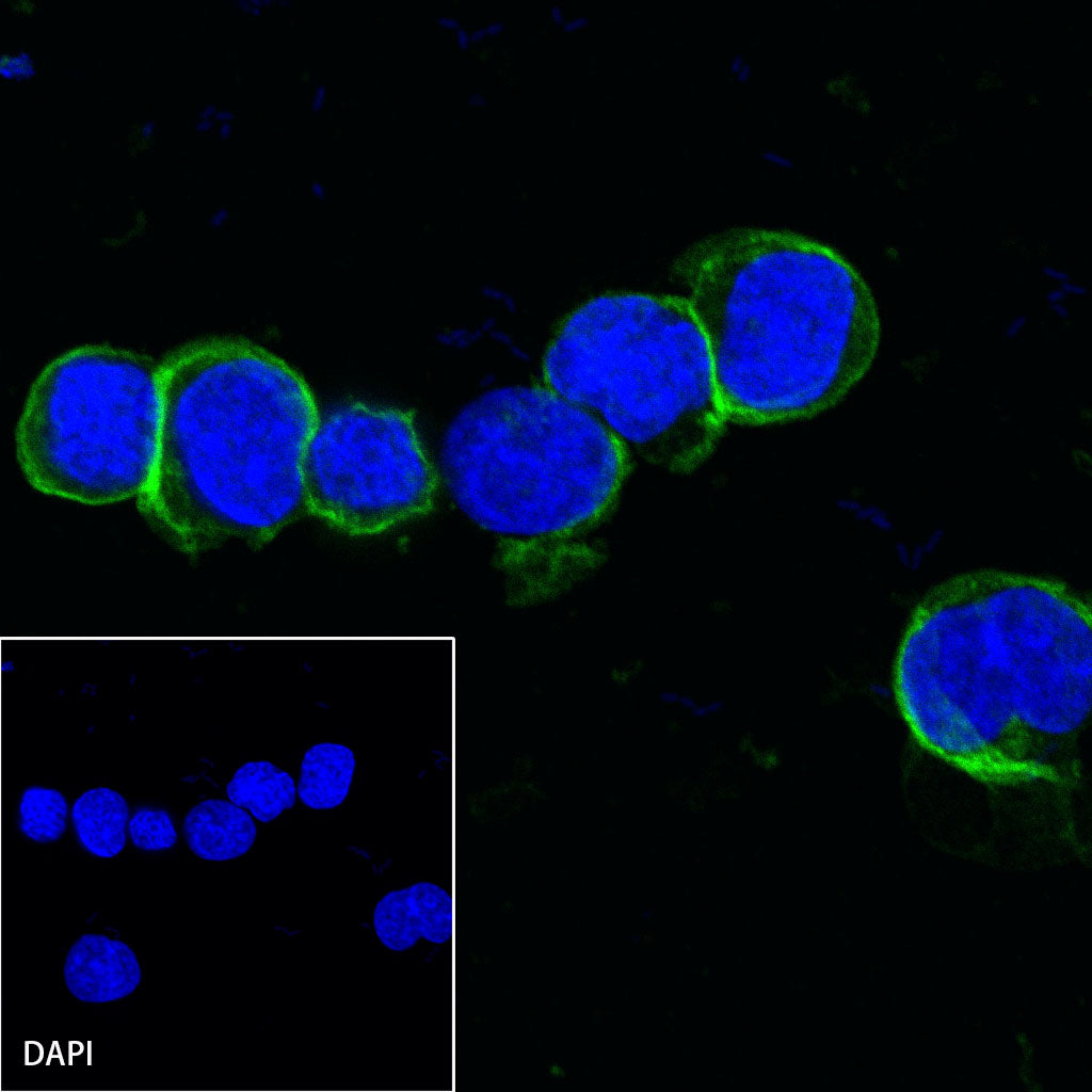 S-RMab® CD38 Recombinant Rabbit mAb (SDT-031-45-2)