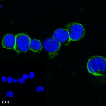 S-RMab® CD38 Recombinant Rabbit mAb (SDT-031-45-2)
