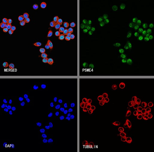 PSME4 Recombinant Rabbit mAb (S-3132-44)