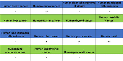 CDH17 Recombinant Rabbit mAb (SDT-3276-46)