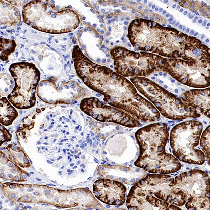 CD98/SLC3A2 Rabbit Polyclonal Antibody