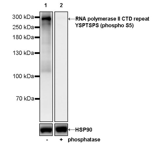 RNA polymerase II CTD repeat YSPTSPS (phospho S5) Recombinant Mouse mAb (S-3420)