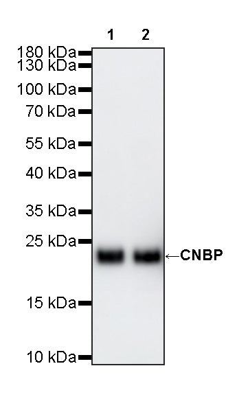 CNBP Recombinant Rabbit mAb (S-4288-3)