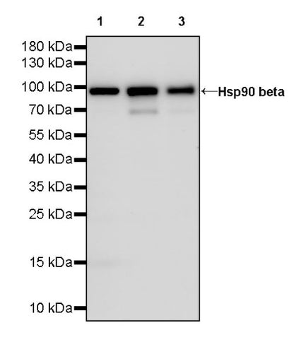 Hsp90 beta Recombinant Rabbit mAb (HRP Conjugate) (SDT-359-59)