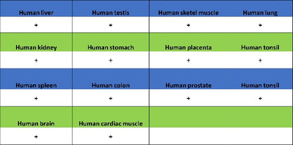 CD50 Rabbit Polyclonal Antibody