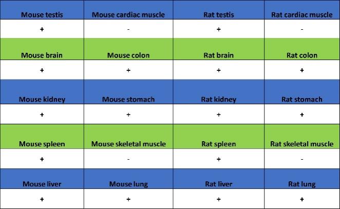 FMRP Recombinant Rabbit mAb (S-1671-1)
