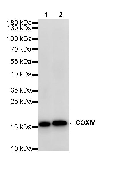 COXIV Recombinant Rabbit mAb (S-5358)