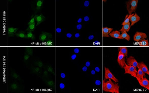 NF-κB p105/p50 Rabbit polyclonal antibody