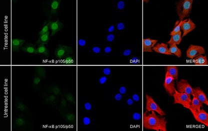 NF-κB p105/p50 Rabbit polyclonal antibody