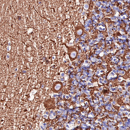 Beta III tubulin Recombinant Rabbit mAb (SDT-251-28)